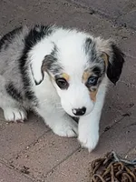 Auggie Girl 2, a female Pembroke Welsh Corgi and Toy Australian Shepherd for sale in Briggsdale, CO – Photo 5 of 5