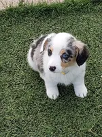 Auggie Girl 2, a female Pembroke Welsh Corgi and Toy Australian Shepherd for sale in Briggsdale, CO – Photo 2 of 5