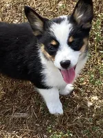 Tricolor girl 2, a female Pembroke Welsh Corgi and Miniature Australian Shepherd for sale in Briggsdale, CO – Photo 1 of 5