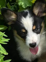 Tricolor girl 2, a female Pembroke Welsh Corgi and Miniature Australian Shepherd for sale in Briggsdale, CO – Photo 3 of 5