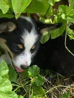 Tricolor girl 2, a female Pembroke Welsh Corgi and Miniature Australian Shepherd for sale in Briggsdale, CO – Photo 4 of 5