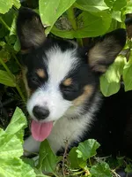 Tricolor girl 2, a female Pembroke Welsh Corgi and Miniature Australian Shepherd for sale in Briggsdale, CO – Photo 5 of 5
