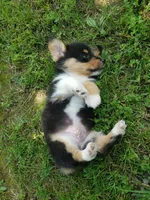 M Boy 2, a male Pembroke Welsh Corgi for sale in Briggsdale, CO – Photo 3 of 6