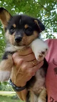 M Boy 2, a male Pembroke Welsh Corgi for sale in Briggsdale, CO – Photo 2 of 6