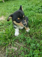 M Boy 2, a male Pembroke Welsh Corgi for sale in Briggsdale, CO – Photo 4 of 6