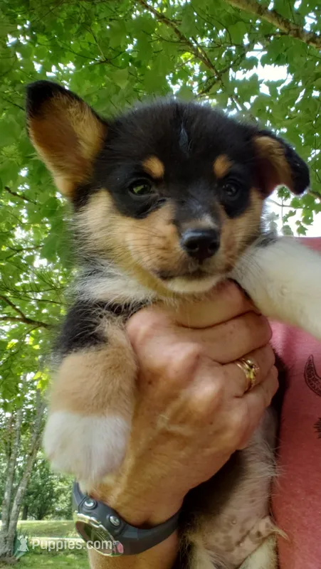 M Boy 2, a male Pembroke Welsh Corgi for sale in Briggsdale, CO – Photo 1 of 6