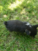 M Boy 2, a male Pembroke Welsh Corgi for sale in Briggsdale, CO – Photo 6 of 6