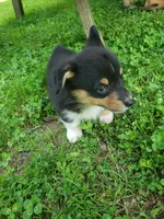 M Boy 2, a male Pembroke Welsh Corgi for sale in Briggsdale, CO – Photo 5 of 6