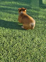 Red Girl 2, a female Australian Cattle Dog for sale in Briggsdale, CO – Photo 6 of 7