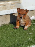 Red Girl 2, a female Australian Cattle Dog for sale in Briggsdale, CO – Photo 1 of 7