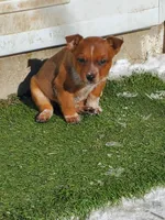 Red Girl 2, a female Australian Cattle Dog for sale in Briggsdale, CO – Photo 7 of 7
