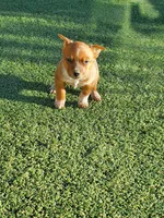 Red Girl 2, a female Australian Cattle Dog for sale in Briggsdale, CO – Photo 5 of 7