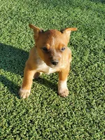 Red Girl 2, a female Australian Cattle Dog for sale in Briggsdale, CO – Photo 2 of 7