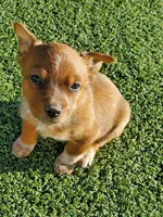 Red Girl 2, a female Australian Cattle Dog for sale in Briggsdale, CO – Photo 3 of 7