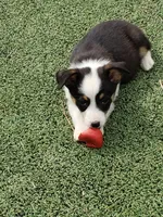Auggie Boy 1, a male Pembroke Welsh Corgi and Toy Australian Shepherd for sale in Briggsdale, CO – Photo 3 of 3