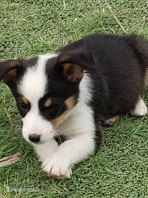 Auggie Boy 1, a male Pembroke Welsh Corgi and Toy Australian Shepherd for sale in Briggsdale, CO – Photo 1 of 3