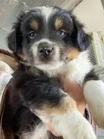 Auggie Boy, a male Pembroke Welsh Corgi and Toy Australian Shepherd for sale in Briggsdale, CO – Photo 6 of 8