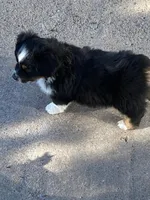 Auggie Boy, a male Pembroke Welsh Corgi and Toy Australian Shepherd for sale in Briggsdale, CO – Photo 8 of 8