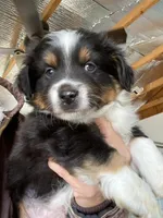 Auggie Boy, a male Pembroke Welsh Corgi and Toy Australian Shepherd for sale in Briggsdale, CO – Photo 3 of 8