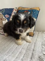 Auggie Boy, a male Pembroke Welsh Corgi and Toy Australian Shepherd for sale in Briggsdale, CO – Photo 4 of 8