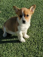 Red Girl, a female Australian Cattle Dog and Pembroke Welsh Corgi for sale in Briggsdale, CO – Photo 4 of 8