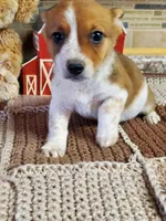 Red Girl, a female Australian Cattle Dog and Pembroke Welsh Corgi for sale in Briggsdale, CO – Photo 7 of 8