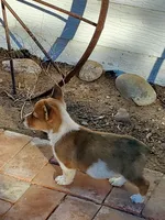 Red Girl, a female Australian Cattle Dog and Pembroke Welsh Corgi for sale in Briggsdale, CO – Photo 5 of 8