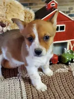 Red Girl, a female Australian Cattle Dog and Pembroke Welsh Corgi for sale in Briggsdale, CO – Photo 6 of 8