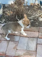 Red Girl, a female Australian Cattle Dog and Pembroke Welsh Corgi for sale in Briggsdale, CO – Photo 8 of 8