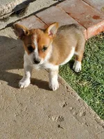 Red Girl, a female Australian Cattle Dog and Pembroke Welsh Corgi for sale in Briggsdale, CO – Photo 2 of 8