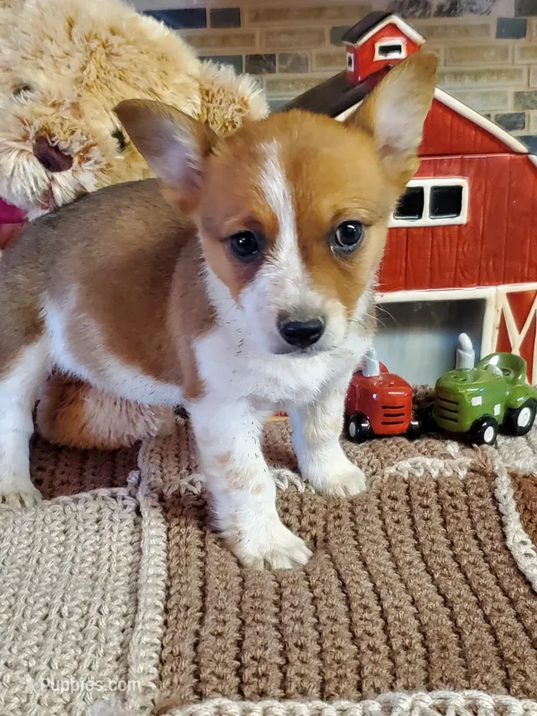 Red Girl, a female Australian Cattle Dog and Pembroke Welsh Corgi for sale in Briggsdale, CO – Photo 1 of 8