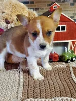 Red Girl, a female Australian Cattle Dog and Pembroke Welsh Corgi for sale in Briggsdale, CO – Photo 1 of 8