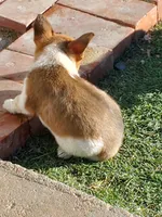 Red Girl, a female Australian Cattle Dog and Pembroke Welsh Corgi for sale in Briggsdale, CO – Photo 3 of 8