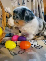 Merle Female, a female Pembroke Welsh Corgi and Miniature Australian Shepherd for sale in Briggsdale, CO – Photo 4 of 4