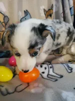 Merle Female, a female Pembroke Welsh Corgi and Miniature Australian Shepherd for sale in Briggsdale, CO – Photo 3 of 4