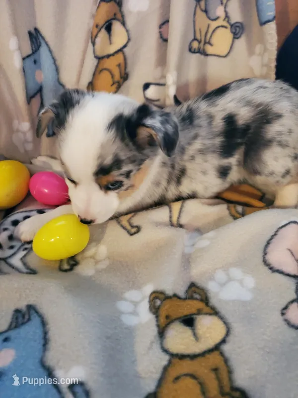 Merle Female, a female Pembroke Welsh Corgi and Miniature Australian Shepherd for sale in Briggsdale, CO – Photo 1 of 4