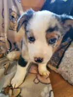 Merle Female, a female Pembroke Welsh Corgi and Miniature Australian Shepherd for sale in Briggsdale, CO – Photo 2 of 4