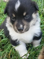 Male #3, a male Pembroke Welsh Corgi for sale in Briggsdale, CO – Photo 3 of 5