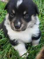 Male #3, a male Pembroke Welsh Corgi for sale in Briggsdale, CO – Photo 2 of 5