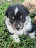 Male #3, a male Pembroke Welsh Corgi for sale in Briggsdale, CO – Photo 1 of 5