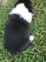 Male #3, a male Pembroke Welsh Corgi for sale in Briggsdale, CO – Photo 5 of 5