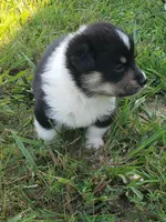 Male #3, a male Pembroke Welsh Corgi for sale in Briggsdale, CO – Photo 4 of 5