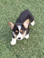 Auggie male, a male Pembroke Welsh Corgi and Toy Australian Shepherd for sale in Briggsdale, CO – Photo 3 of 3