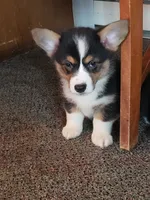 Auggie male, a male Pembroke Welsh Corgi and Toy Australian Shepherd for sale in Briggsdale, CO – Photo 2 of 3