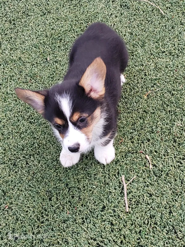 Auggie male, a male Pembroke Welsh Corgi and Toy Australian Shepherd for sale in Briggsdale, CO – Photo 1 of 3
