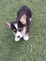 Auggie male, a male Pembroke Welsh Corgi and Toy Australian Shepherd for sale in Briggsdale, CO – Photo 1 of 3