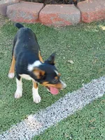 Boy 1, a male Pembroke Welsh Corgi and Toy Australian Shepherd for sale in Briggsdale, CO – Photo 6 of 6