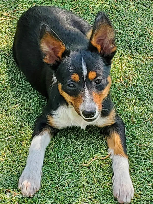 Boy 1, a male Pembroke Welsh Corgi and Toy Australian Shepherd for sale in Briggsdale, CO – Photo 1 of 6