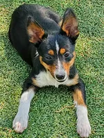 Boy 1, a male Pembroke Welsh Corgi and Toy Australian Shepherd for sale in Briggsdale, CO – Photo 1 of 6