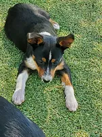 Boy 1, a male Pembroke Welsh Corgi and Toy Australian Shepherd for sale in Briggsdale, CO – Photo 5 of 6